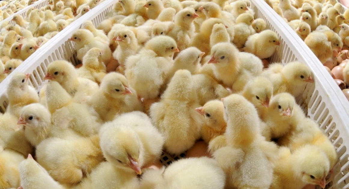 Azərbaycanda inkubator biznesi - 