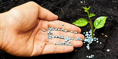 Azərbaycanın gübrə idxalı  asılılığı azalmağa