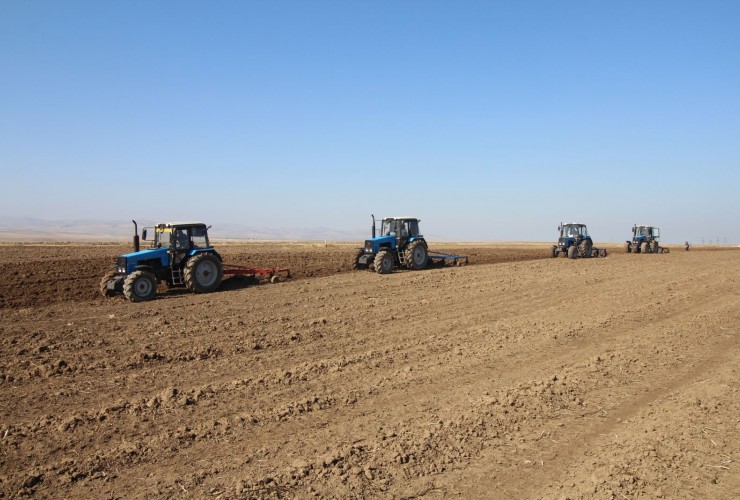 Azərbaycan arpa əkinləri  