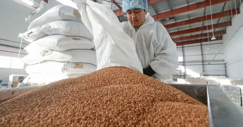 Rusiya ABŞ-a qarabaşaq yarmasının ən böyük 