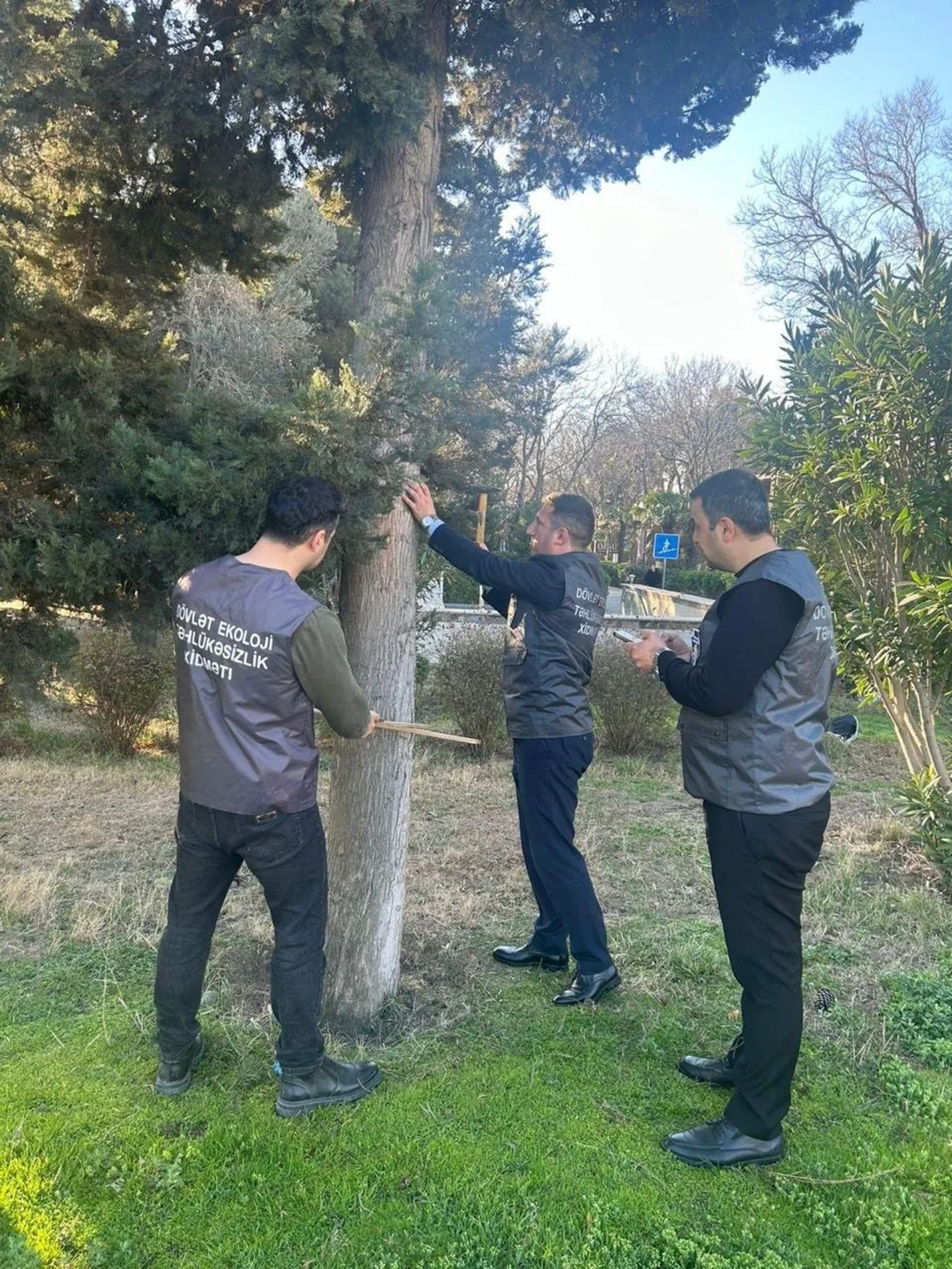 Bakıda ağacların nömrələnməsi və inventarlaşdırılması