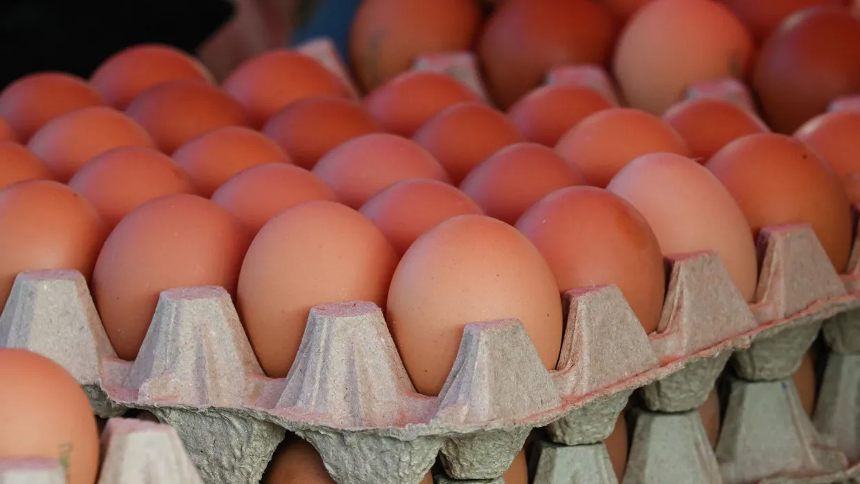 Rusiya Avropa İttifaqına toyuq yumurtası