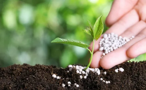 Qlobal gübrə bazarında kəskin bahalaşma Azərbaycana