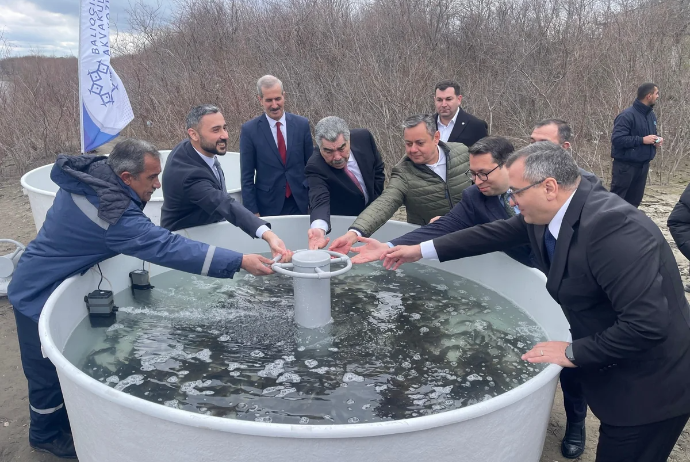 Kür çayına 4 min ədəd çəkikimi