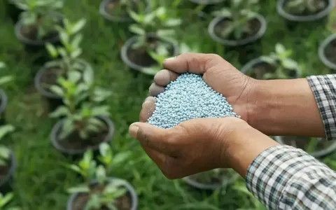 Azərbaycanın kənd təsərrüfatı qlobal gübrə böhranında