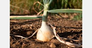 Cənubi Koreyada “soğan inflyasiyası”