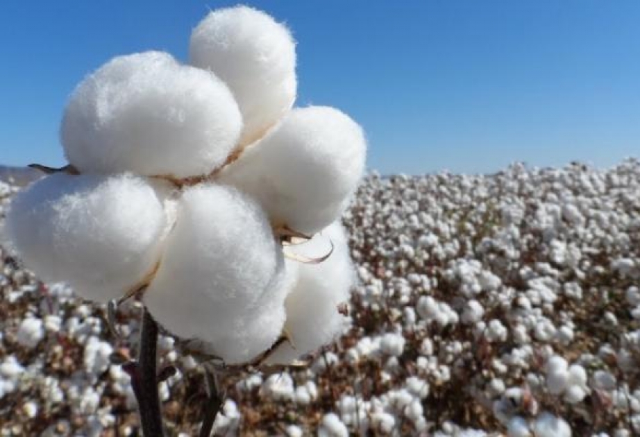 Pambıq bahalaşmaqda 