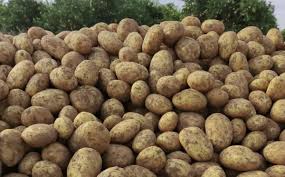 Xaricdən gətirilən kartofun kiloqramı 