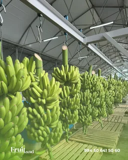 Süni intellekt istixanada banan yetişdirdi: bəs Azərbaycanda