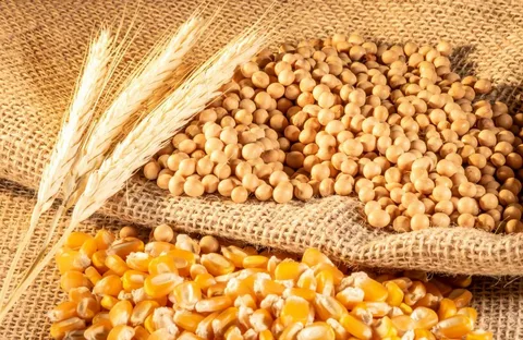 Buğda, qarğıdalı və soya kəskin 