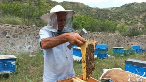 Ağdərədə yay balının süzümünə 