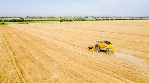 Qaxda taxıl biçini son mərhələyə