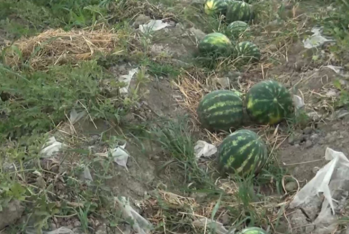 Bakıda 10 qat bahasına satılan qarpız  
