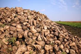 Azərbaycanda şəkər çuğunduru istehsalı 