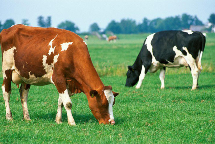 17 milyona ölkəyə neçə baş cins qaramal 