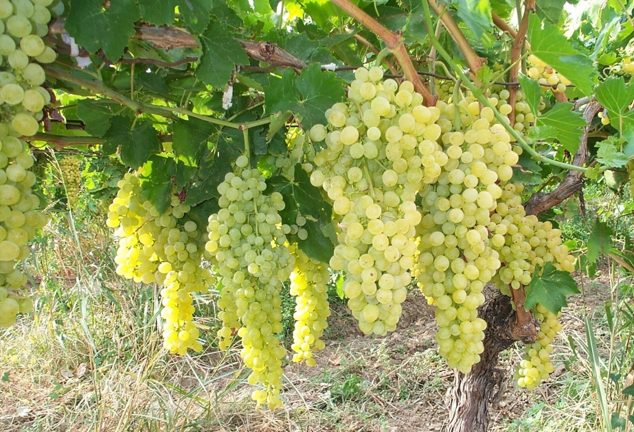 Azərbaycan üzümü hansı bazarlarda