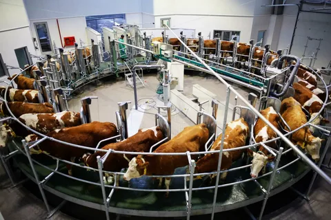 Azərbaycanda südçülük sektorunda vəziyyət 