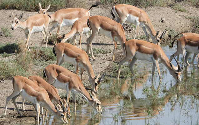 Dünyada təhlükə altında olan heyvan 