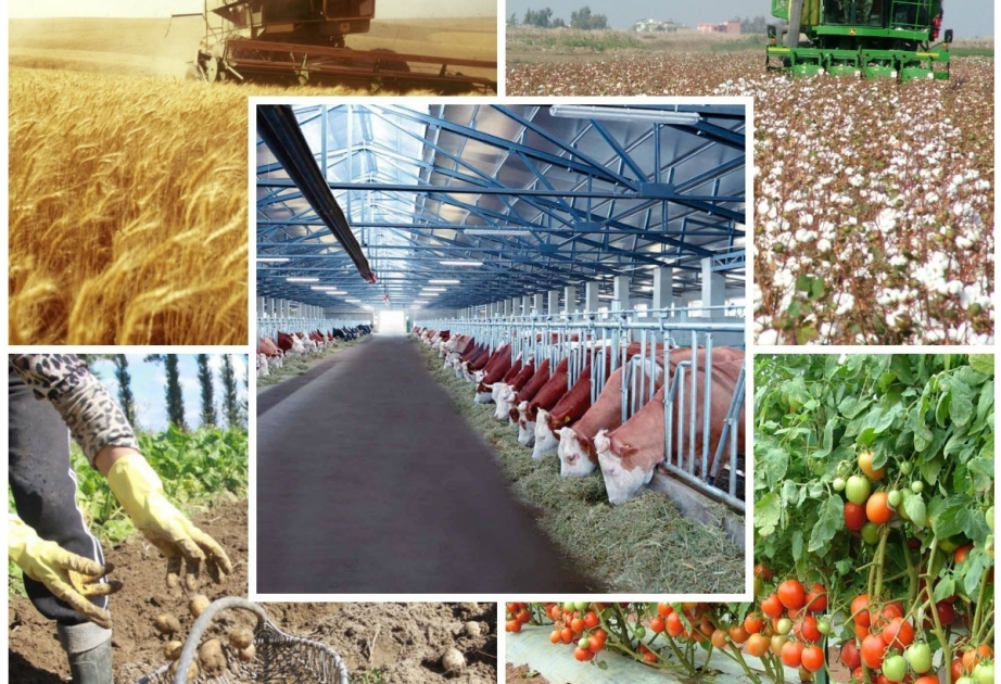 2025-ci ili aqrar sektor üçün 