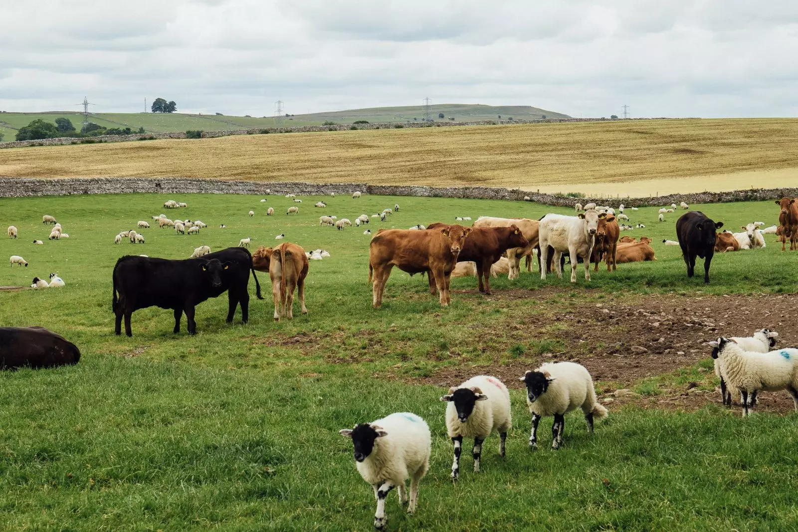 Xaricdən diri heyvanlar və quşları