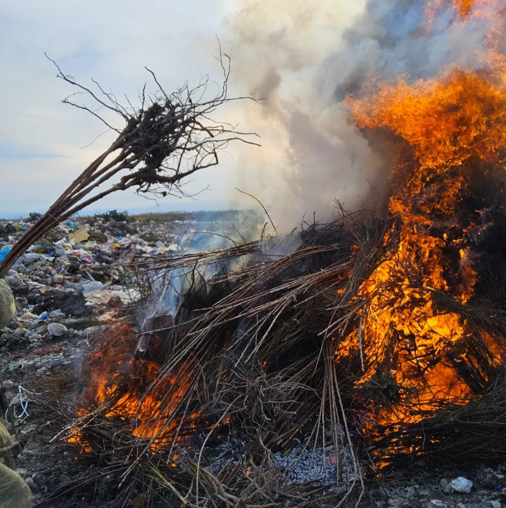 Virus aşkarlanan Türkiyə mənşəli tinglər 