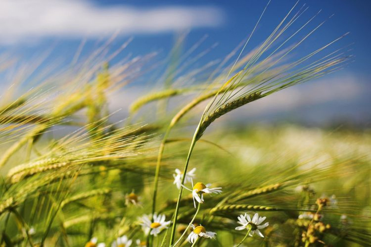 Bu gün yel çərşənbəsidir