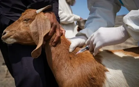 Azərbaycan xırdabuynuzlu heyvanların vəbasından azad 