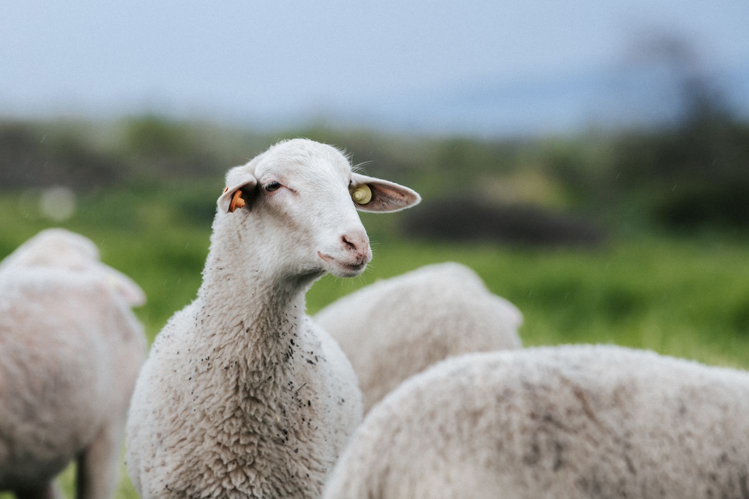 Azərbaycan diri qoyunu bu ölkədən 