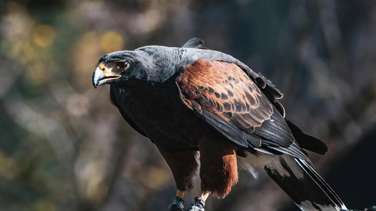 Tacikistandan 238 manata