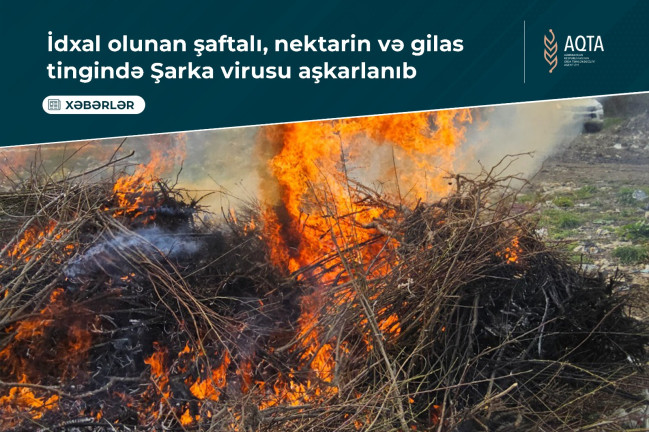 Azərbaycana idxal olunan tinglərdə