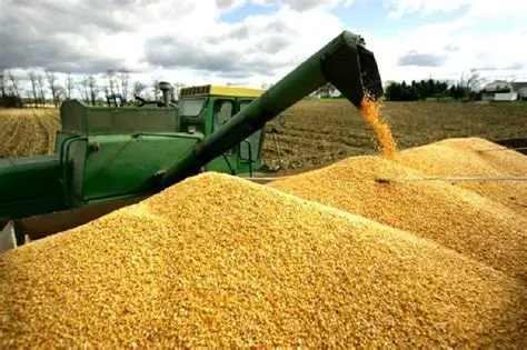 Buğda qiymətləri 9 aylıq 