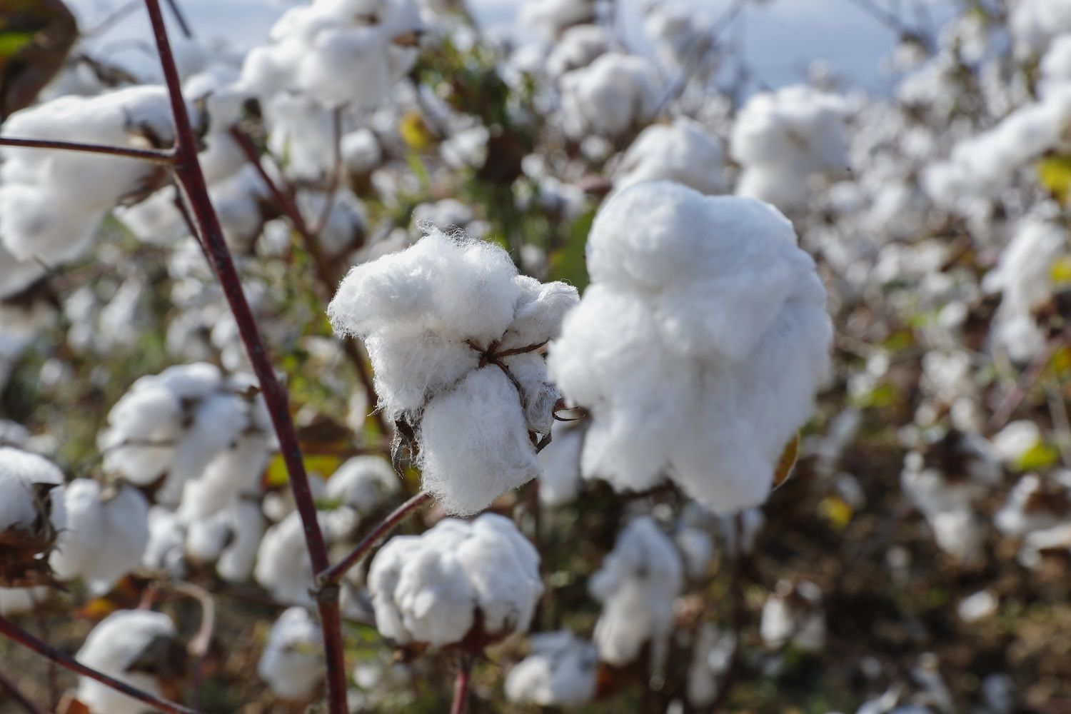    Tədarük riski səbəbindən 