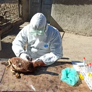 Azərbaycanda quş qripi xəstəliyinin törədicisinə 