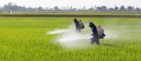 Azərbaycanlı fermerlərin pestisid savadlılığı 