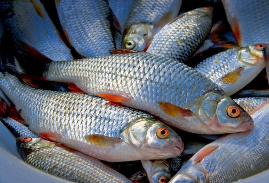 ABŞ Rusiyadan balıq idxalına qoyulan 