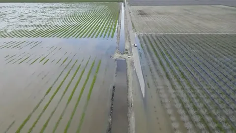 Samuxda yüzlərlə hektar kənd təsərrüfatı sahəsi 