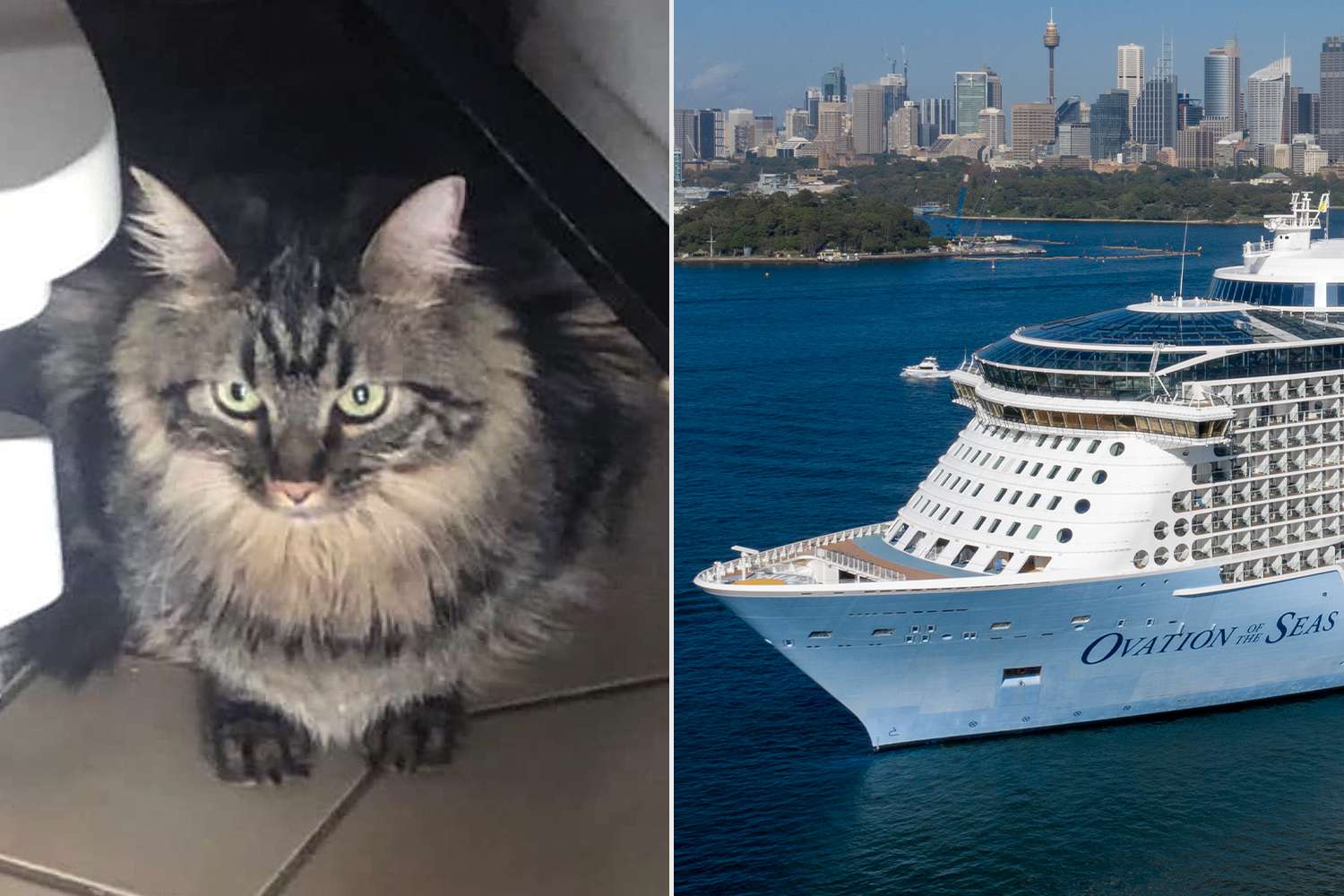  5 min sərnişin və bir pişik: lüks səyahətdə