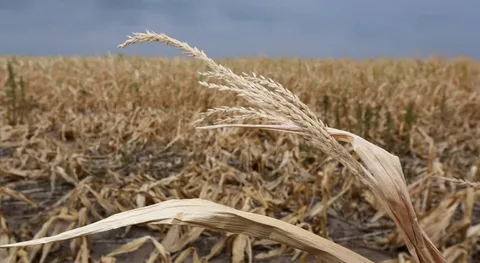 Buğda qiymətləri quraqlıq səbəbindən