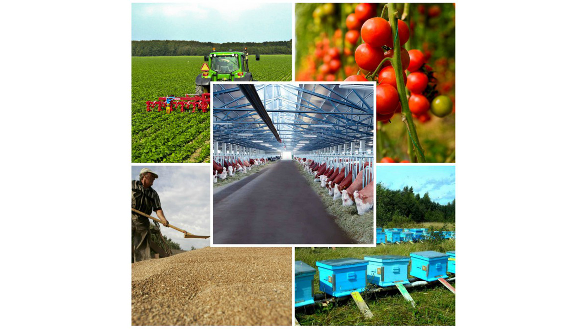 Kənd təsərrüfatı bazarında bahalaşan