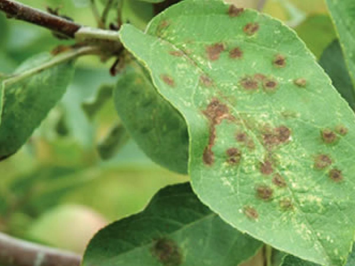 Yağışın gətirdiyi təhlükə - bağlarda