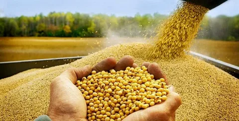 Soya bazarında rekord 