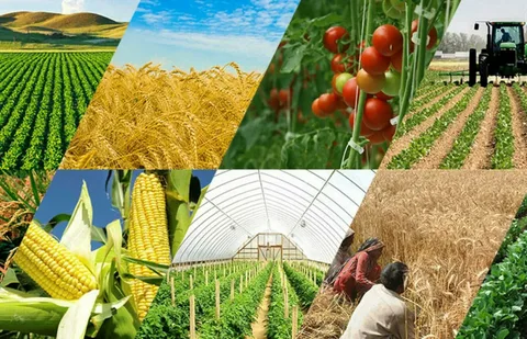 Aqrar sektora Yeni Dövlət Proqramının büdcəsi 