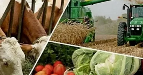 2026-cı ilin 7 ayında kənd təsərrüfatında 