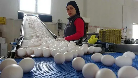 Naxçıvanda yerli yumurta istehsalına 