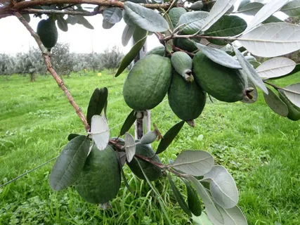 Subsidiya mexanizminə yeni bitkilərin daxil edilməsi 