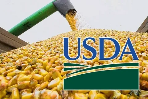 Qarğıdalı fyuçersləri bahalaşıb: USDA-nın proqnozu 