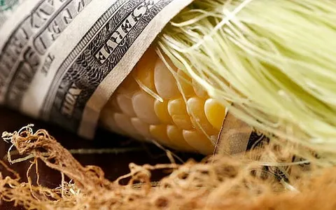 Dolların möhkəmlənməsi qarğıdalı fyuçerslərini 