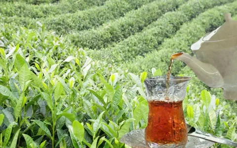  Azərbaycanın çay ixracı 