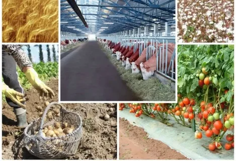 Azərbaycanda kənd təsərrüfatı məhsulları istehsalı 
