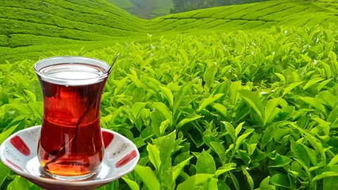 Azərbaycanda çay istehsalı azalıb, anbarlarda 180 tondan çox 